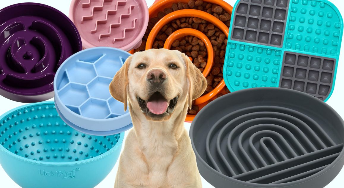 Pet bowls feeders & Drinking Fountain 1 Pet bowls feeders